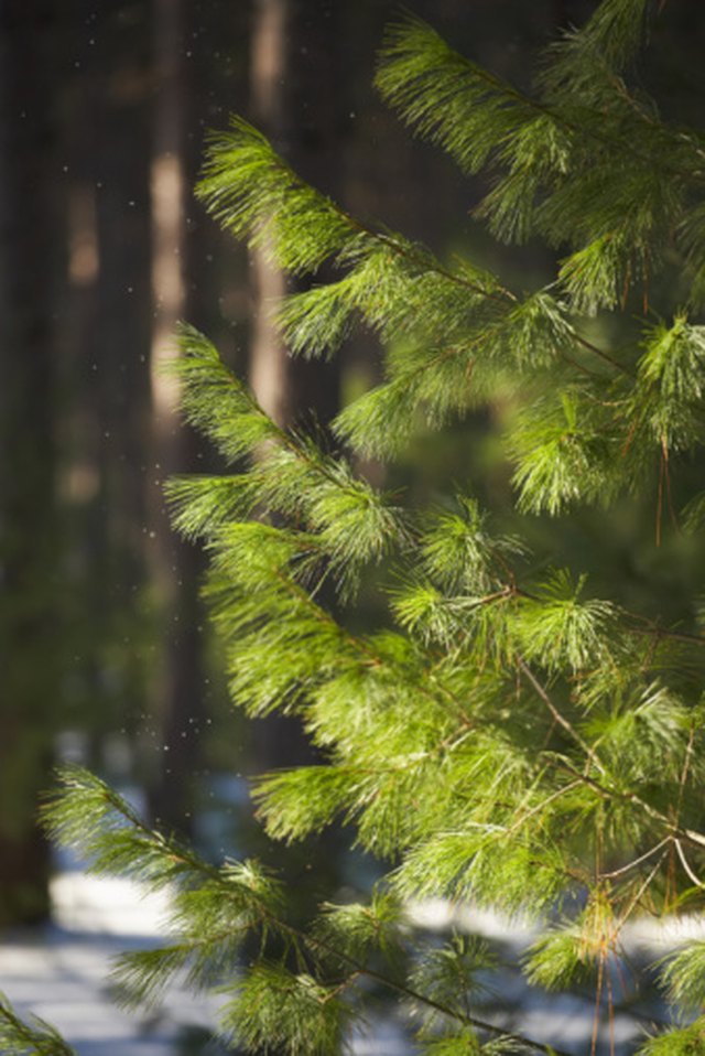 Fur tree