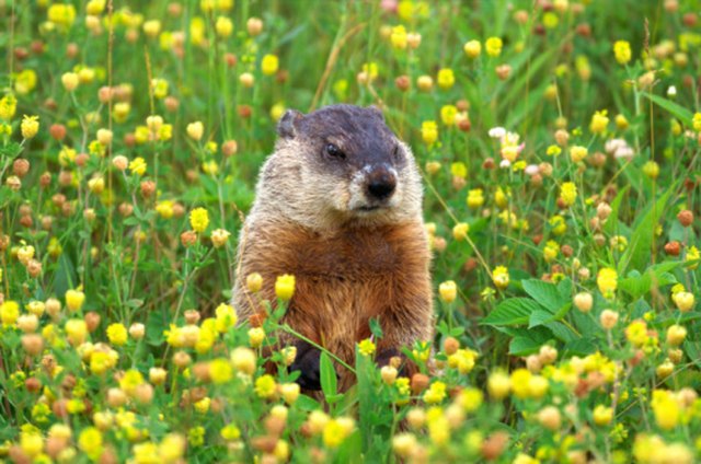 Homemade Garden Groundhog Repellent | ehow