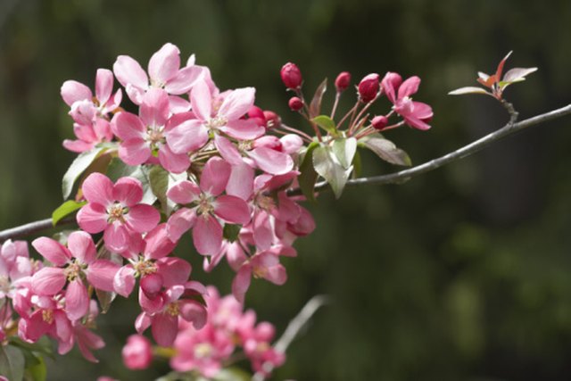 what-causes-leaves-on-a-weeping-cherry-tree-to-turn-brown-curl-ehow