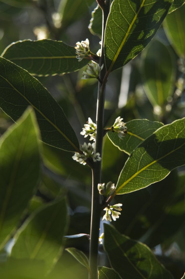 How to Identify Common Insects & Pests Eating Bay Laurel Leaves