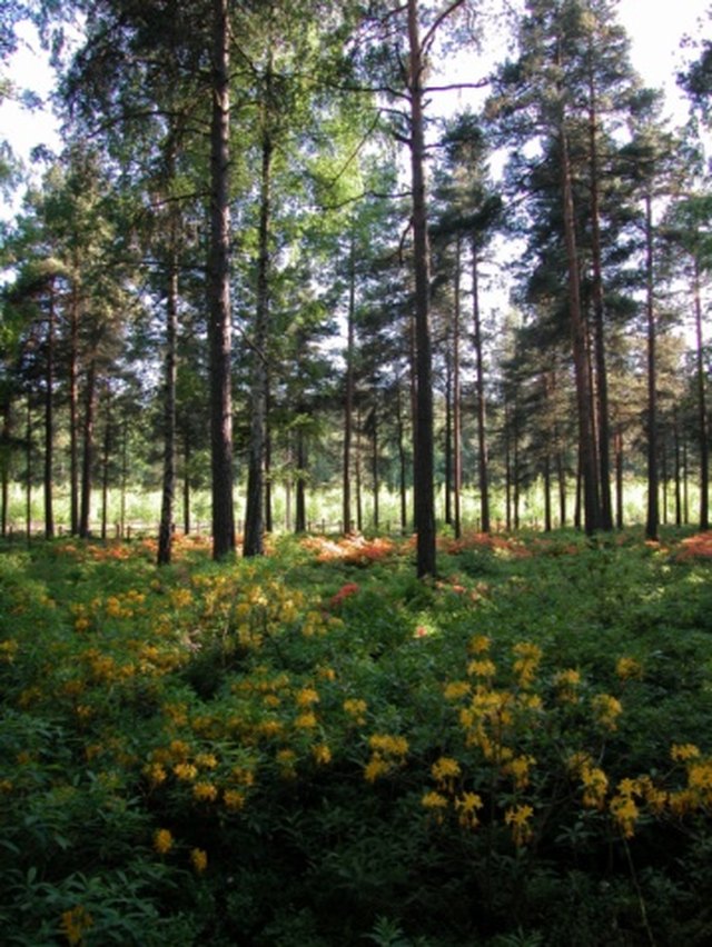 Health and Safety Risks of Cutting Trees