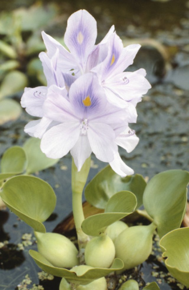 What Are The Adaptations Of Water Hyacinth Class 4