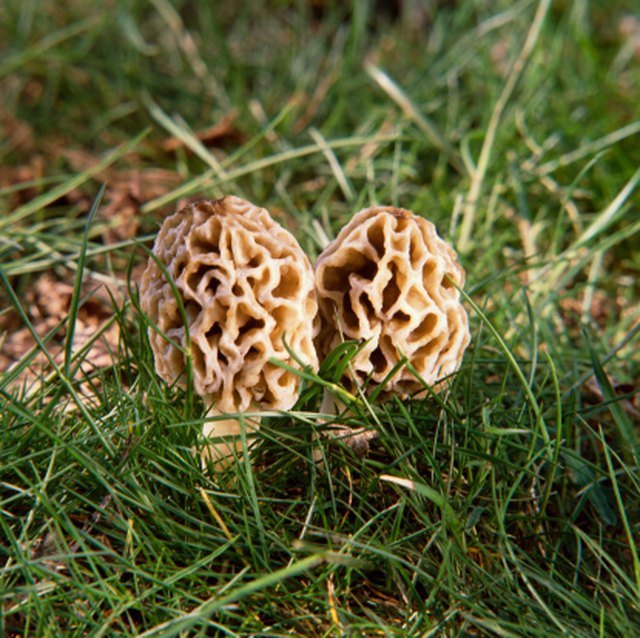 Are Lawn Toadstools Poisonous Ehow