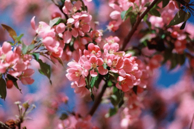 4 Best Flowering Cherry Trees to Grow in the South