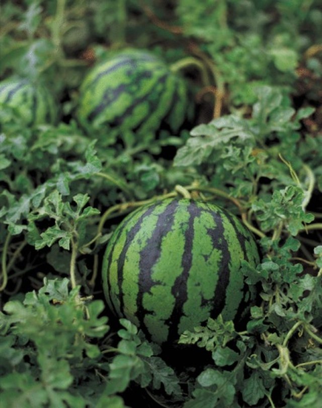 watermelons on the vine