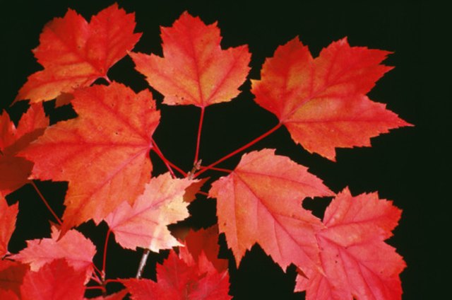 Differences in Maple Tree Foliage
