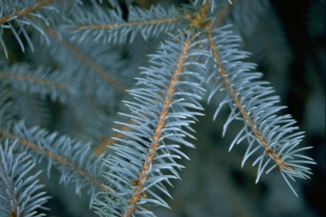 Why Blue Spruce Turns Green: Reasons For Green Needles On A Blue Spruce  Tree