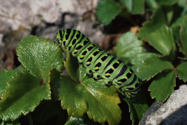 What Predators Eat Caterpillars? | eHow