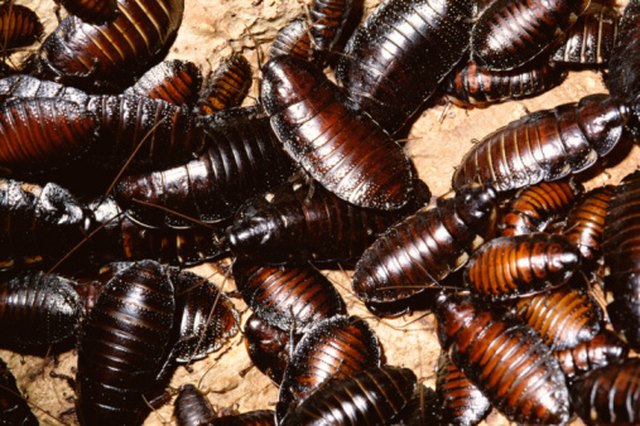 How to Get Rid of Roaches Without Hurting My Cats ehow