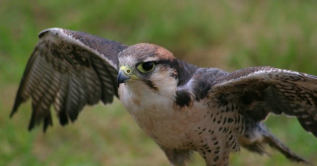 What Will Scare a Hawk Away From Feeding Birds? | ehow