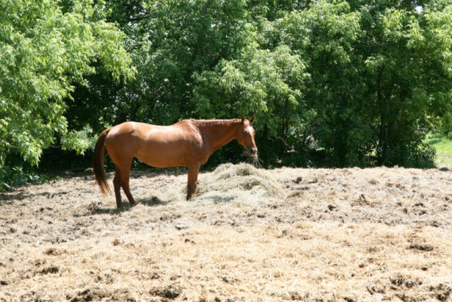 Fast-Growing Shade Trees That Are Nontoxic to Animals | ehow