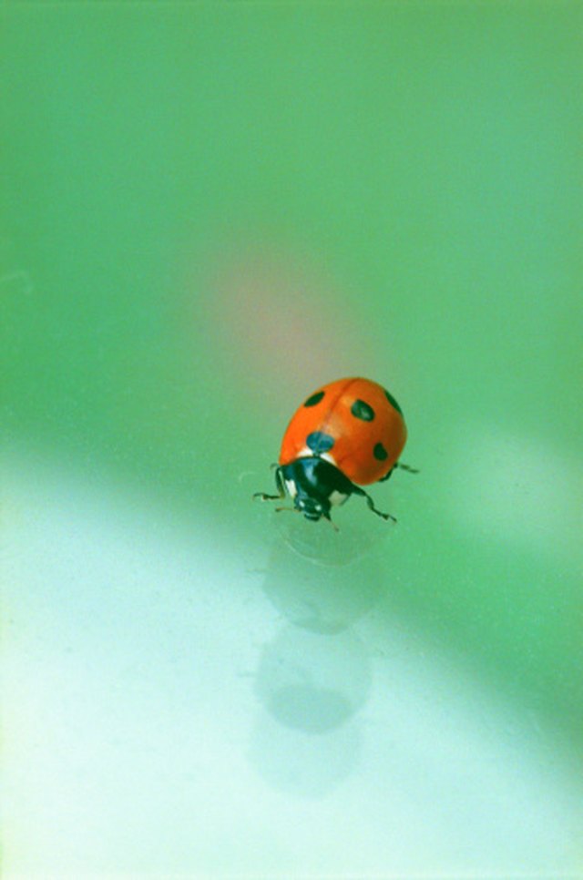 what-are-the-little-orange-bugs-on-my-plants-ehow