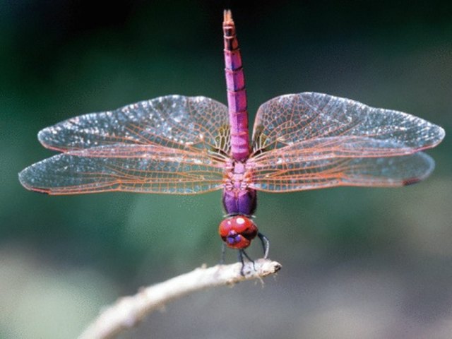 How to make Dragonflies From Air Drying Clay 