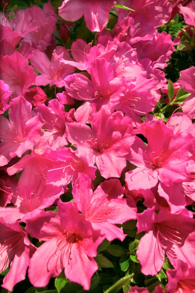 My Azalea Is Being Eaten by Little Green Worms | ehow