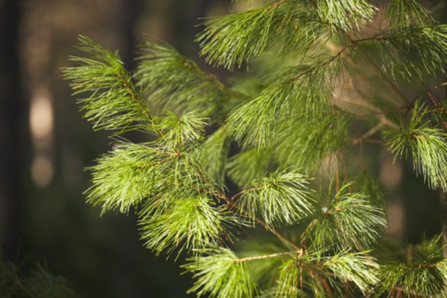 slow-growing-evergreen-trees-ehow