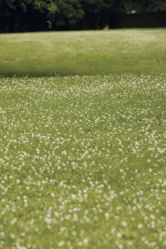 how-to-get-rid-of-clover-in-horse-pasture-ehow