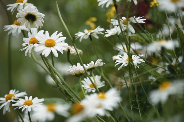 Why Are My Shasta Daisy Plants Wilting? | ehow