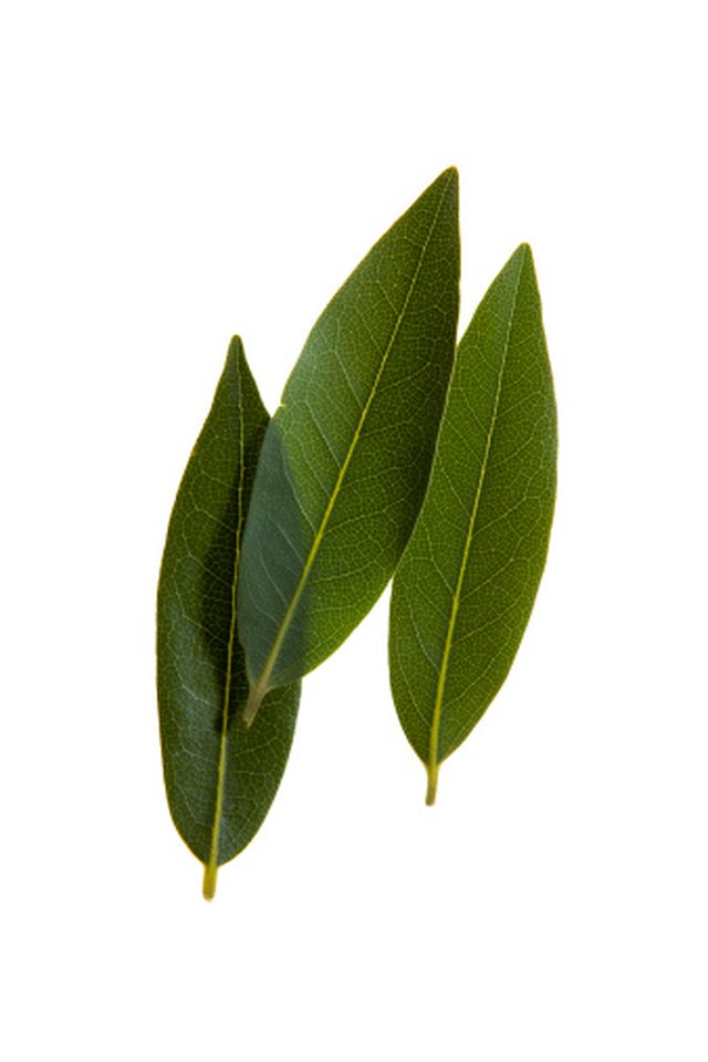 How To Store Fresh Bay Leaves