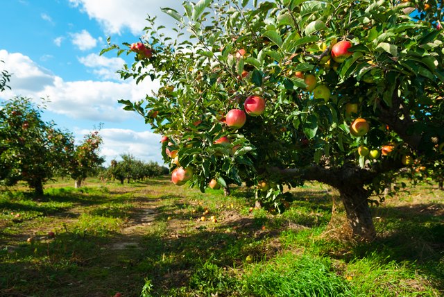 apple tree orchard images