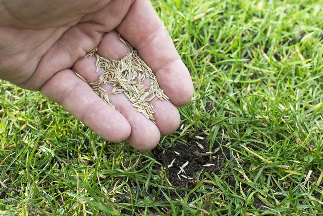 How Plant Grass Seed After Using Roundup |