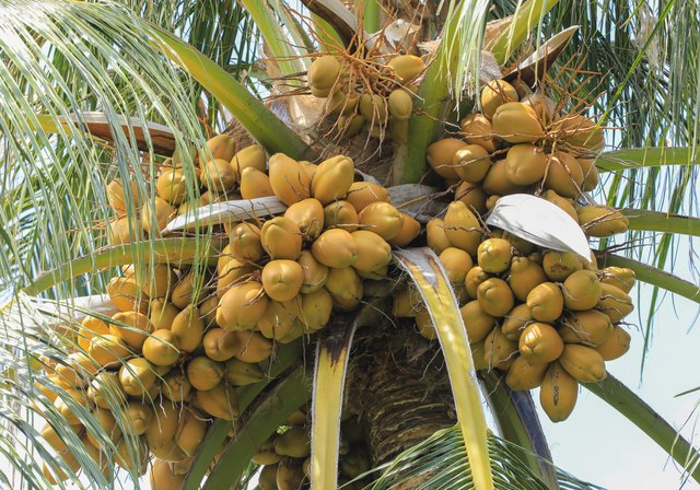 coconut palm tree parts