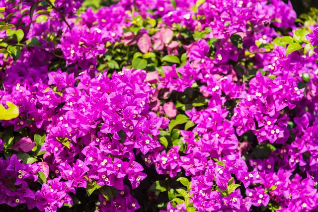 How to Grow Bougainvillea on a House Wall | eHow