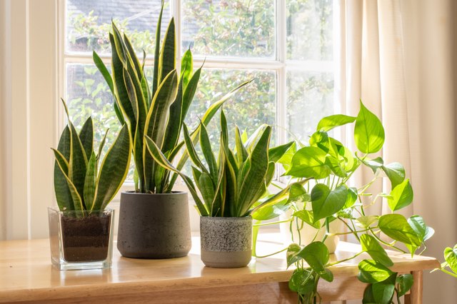7 Best Tricks to Clean Water Stains from Plants