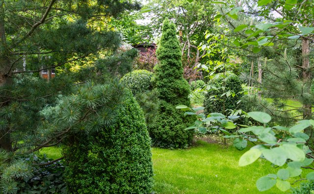 How To Plant, Fertilize, Prune & Water A Colorado Blue Spruce Trees -  Wilson Bros Gardens