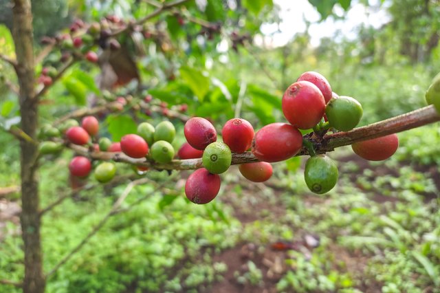 Coffee Origin, Types, Uses, History, & Facts Britannica