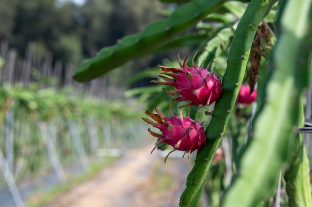 White Dragon Fruit Plant - Fruiting Cactus Vine