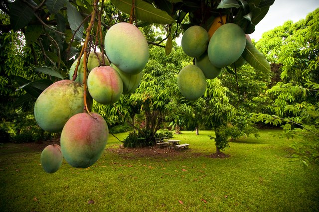 How to make mango bloom flowers to produce off-season fruits