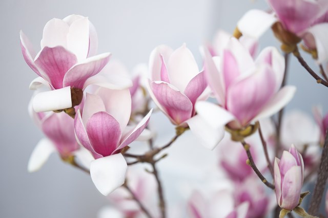 Three Reasons Why Magnolia Buds Don't Open