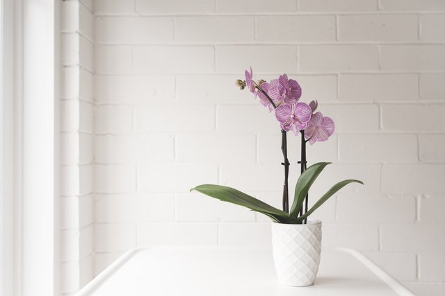 Growing Orchids in the Home