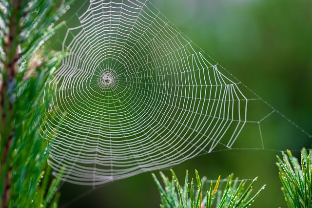 Spider webs online in trees