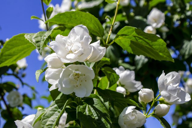 white jasmine plant