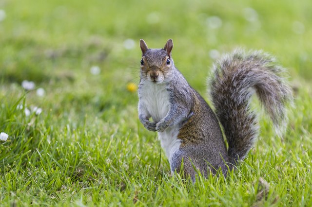 How to Recognize Ground Squirrel Sounds | ehow