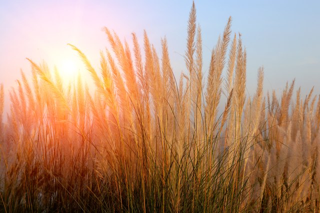 How To Preserve Pampas Grass After Cutting