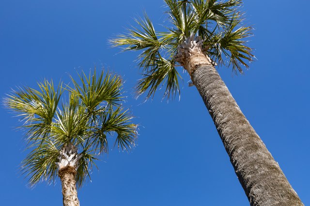 facts-about-florida-s-state-tree-ehow