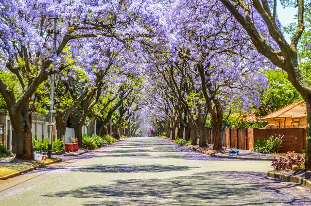 Jacaranda Tree Disease | ehow