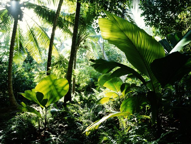 Characteristics of Plants That Survive in a Rainforest | ehow