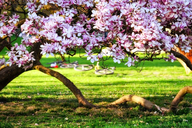 Are magnolia trees poisonous sales to dogs