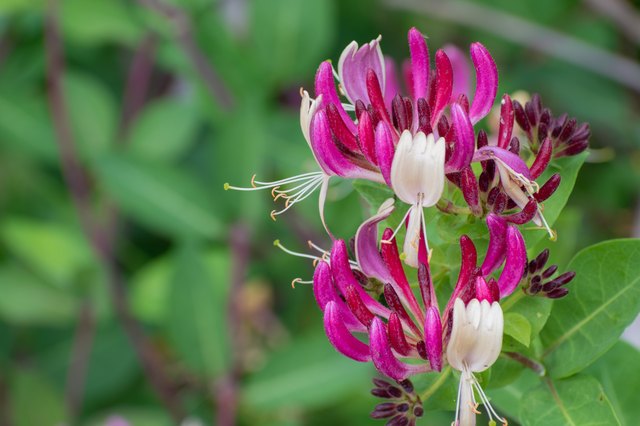 native-oklahoma-vining-plants-ehow