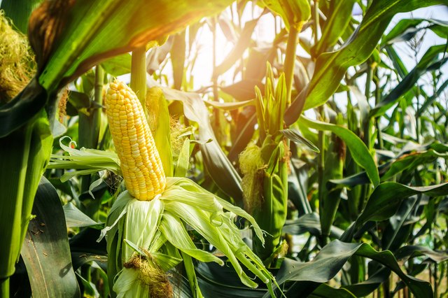 how-to-repot-a-corn-plant-ehow