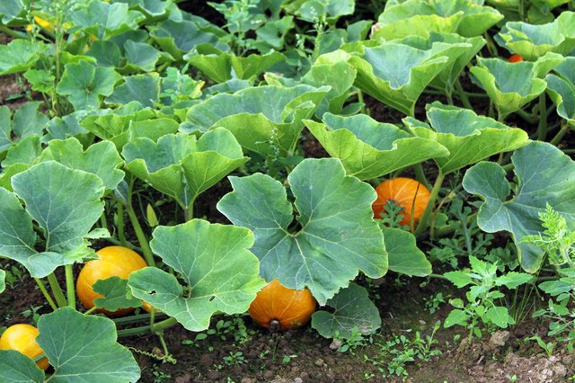 Pumpkin Flower On Vine