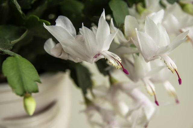 Why Are the Flowers Wilting & the Buds Falling Off of My Christmas