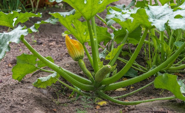 8-types-of-summer-squash-and-how-to-cook-each-one-squash-varieties