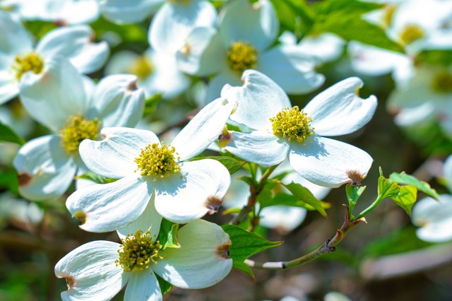 Spring Flowers In New York State 