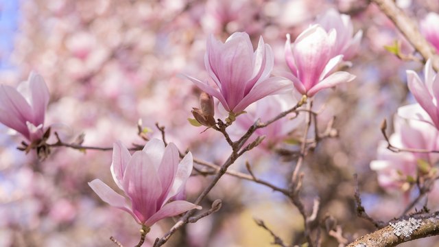 Magnolia Tree Varieties in Illinois | ehow