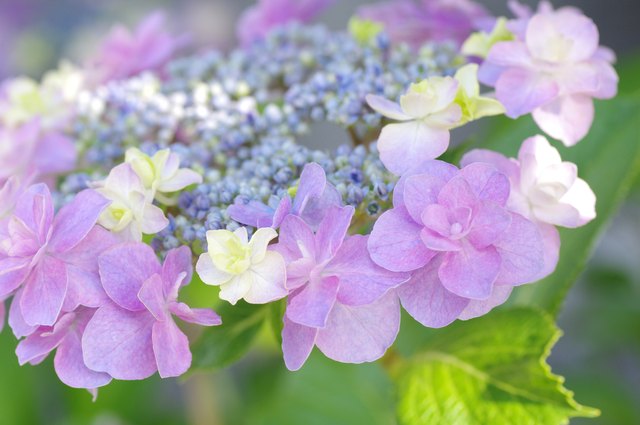 How to Treat Spider Mites on Hydrangea | ehow