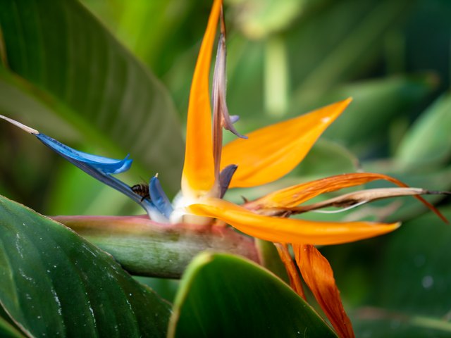 How Does the Bird of Paradise Flower Adapt to the Environment? | ehow